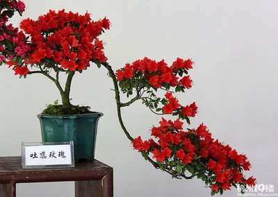 杜鹃盆景怎样养坯的3个方法