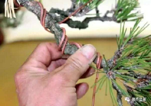 图解 盆景什么时候蟠扎最好