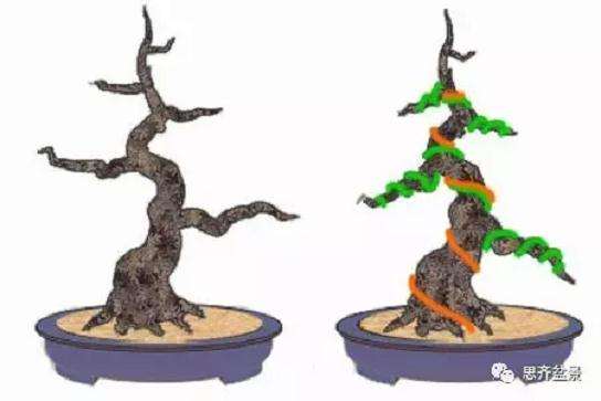 图解 盆景什么时候蟠扎最好