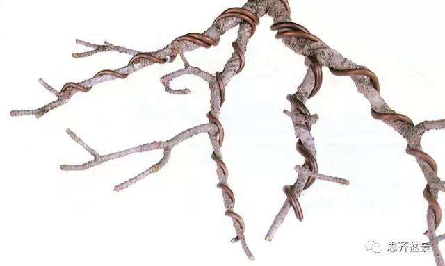 图解 盆景什么时候蟠扎最好