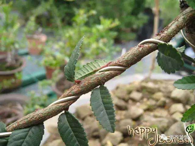 图解 盆景什么时候蟠扎最好