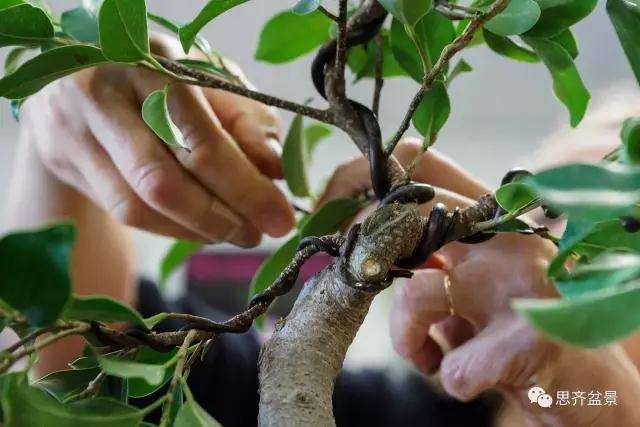 图解 盆景什么时候蟠扎最好