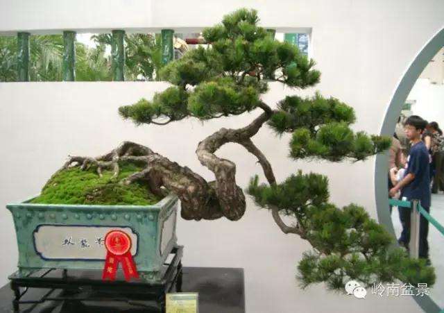为什么山采松盆景的成活率低的4个原因