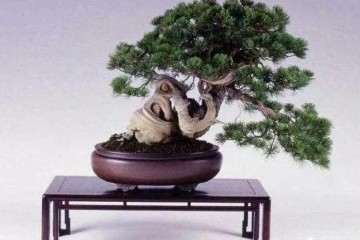 盆景种植使用什么土壤最好 图片