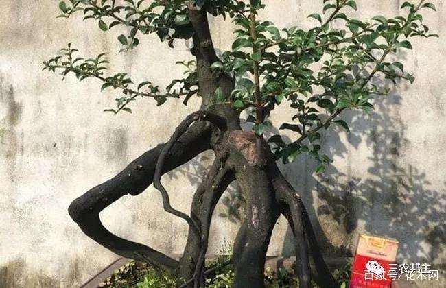 金弹子盆景老桩怎样修剪的方法