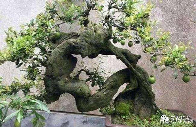 金弹子老桩盆景怎么养护的4个方法