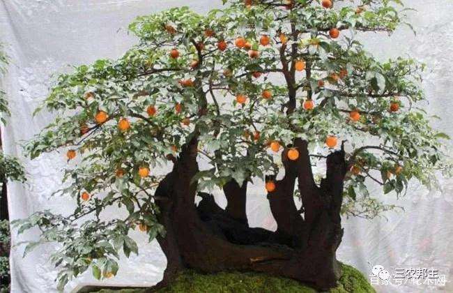 金弹子老桩盆景怎样发芽生根的方法