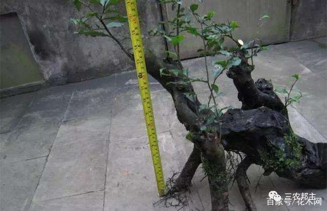 金弹子盆景为什么这么受欢迎的原因