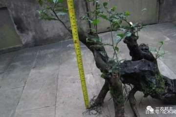 金弹子盆景为什么这么受市场欢迎的原因