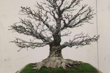 关于中国盆景艺术家协会地址电话变更的通知