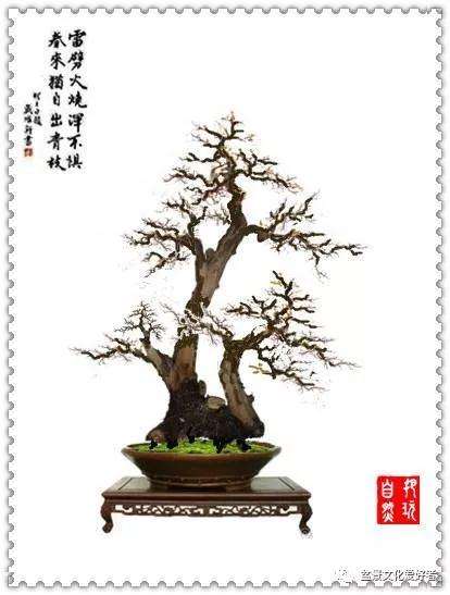 盆景重心与三角构图有什么原则