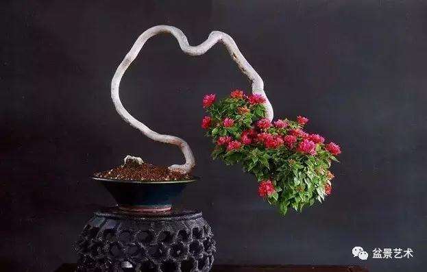 盆景怎样立意构图与空间处理的方法