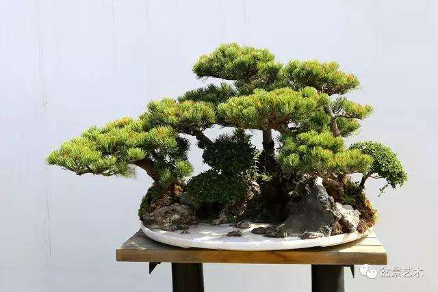 盆景怎样立意构图与空间处理的方法