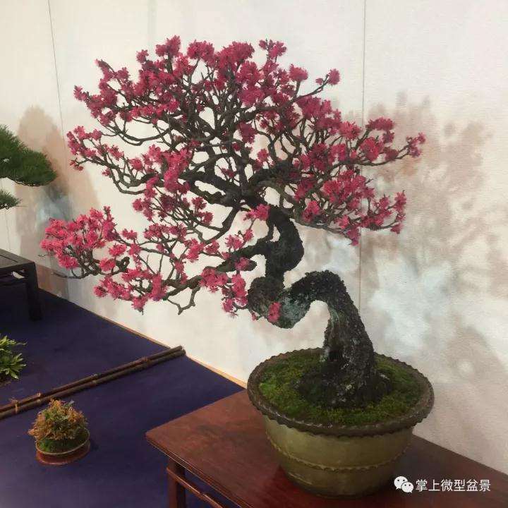 微型盆景翻盆不当致死亡