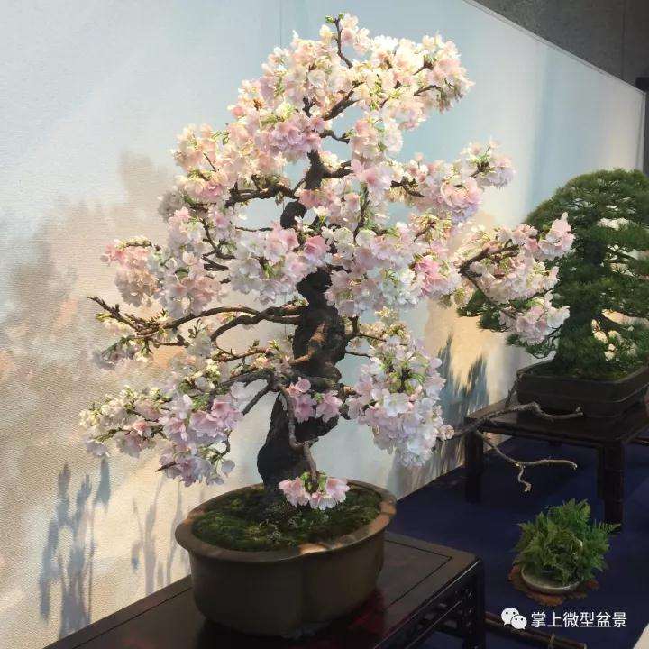 微型树桩盆景这样吗施肥的方法