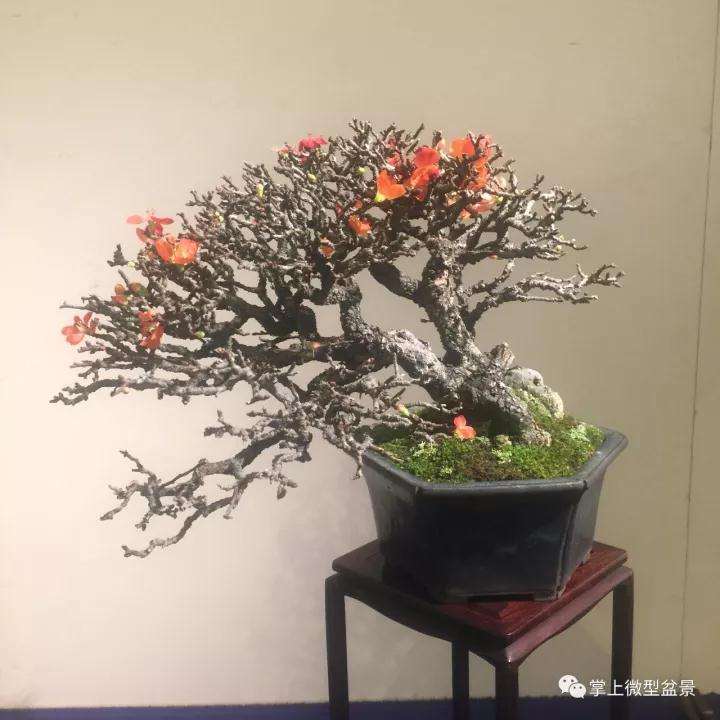 微型盆景怎样浇水的方法