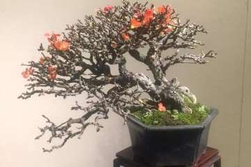 微型盆景怎样浇水的方法 图片