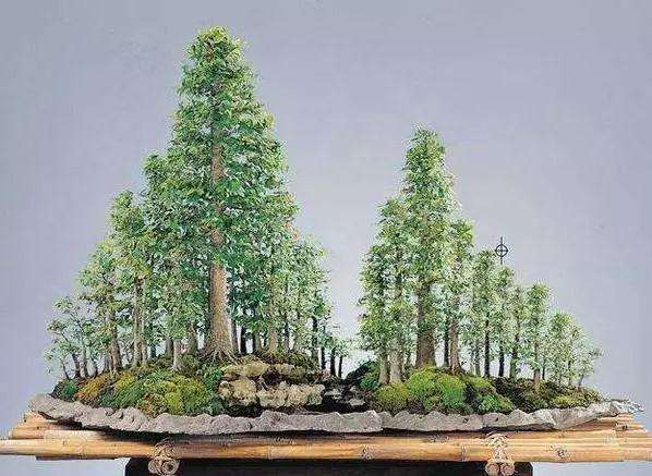 怎样制作丛林式盆景的9个步骤