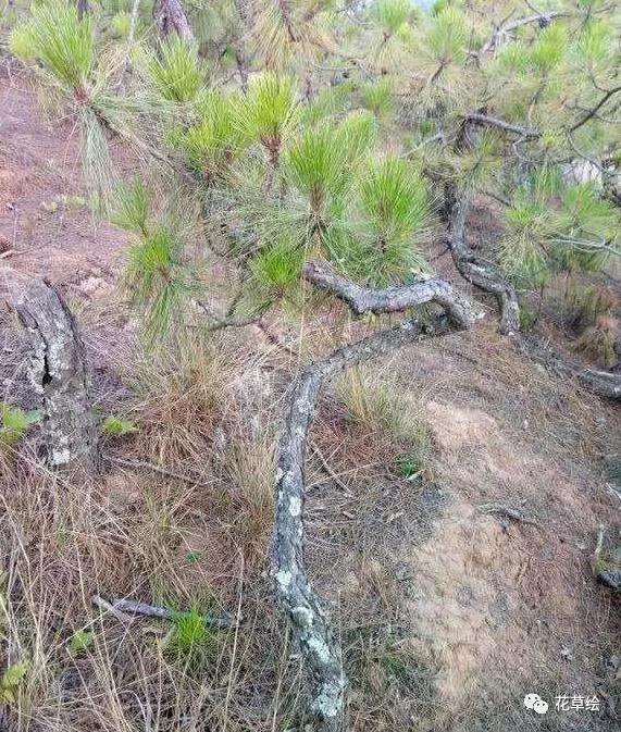 野生山松树桩盆景怎样养护的方法