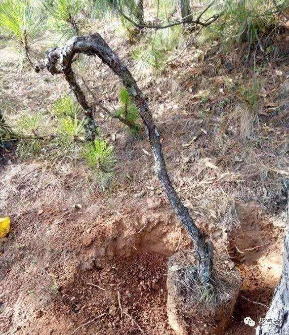 野生山松树桩盆景怎样养护的方法