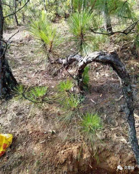 野生山松树桩盆景怎样养护的方法