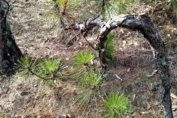 野生山松树桩盆景怎样养护的方法