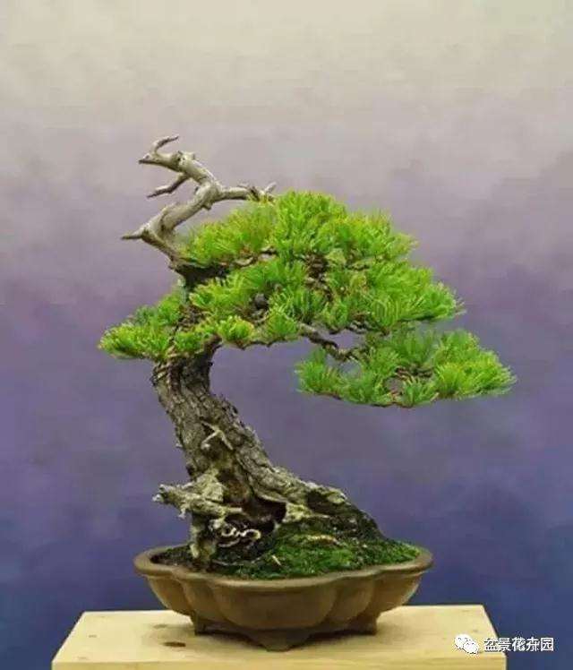 盆景怎样造型的4个方法