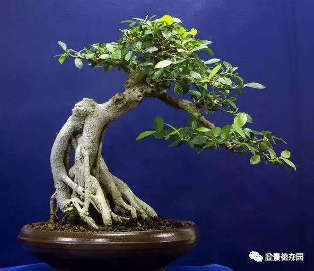 盆景怎样造型的4个方法