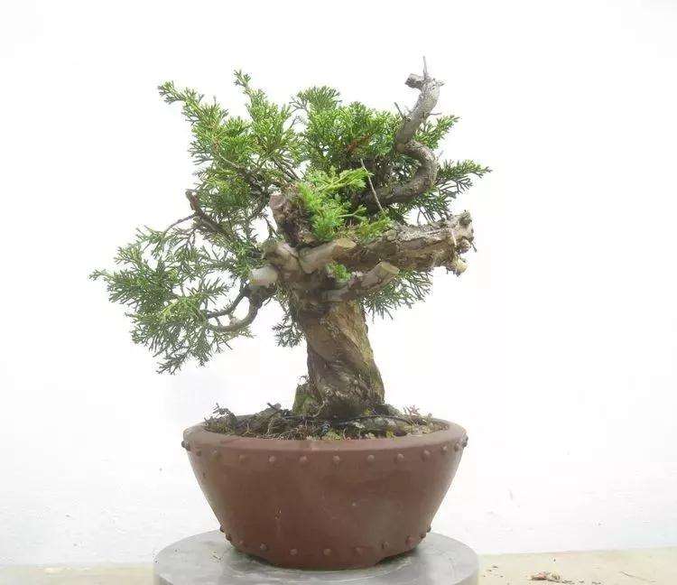 图解 真柏盆景怎样制作的过程