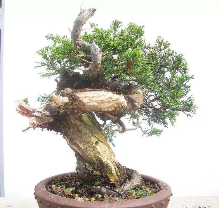 图解 真柏盆景怎样制作的过程