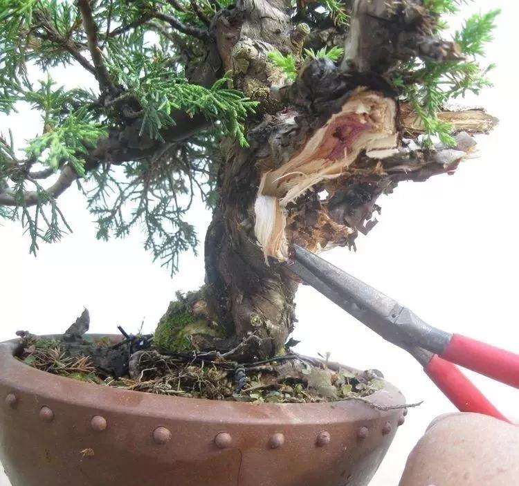 图解 真柏盆景怎样制作的过程