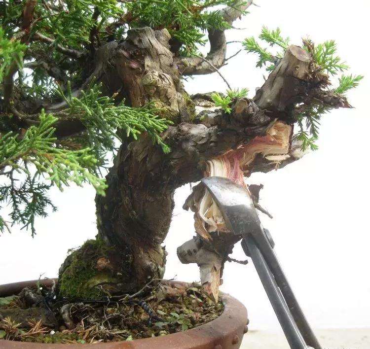 图解 真柏盆景怎样制作的过程