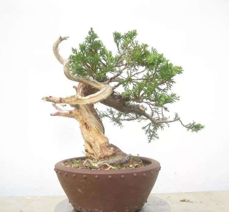 图解 真柏盆景怎样制作的过程