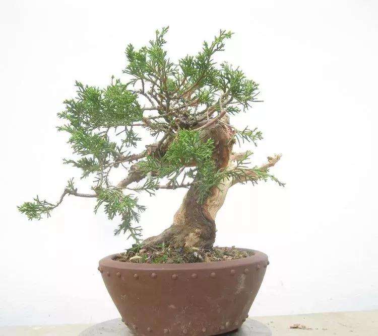 图解 真柏盆景怎样制作的过程