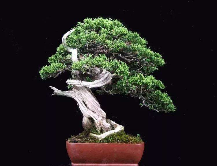 图解 真柏盆景怎样制作的过程