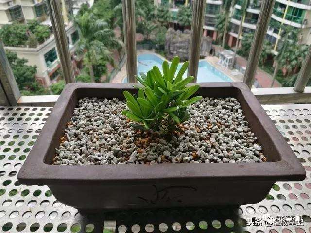 罗汉松盆景快速成型的