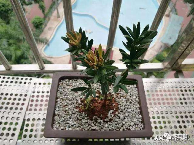 罗汉松盆景快速成型的