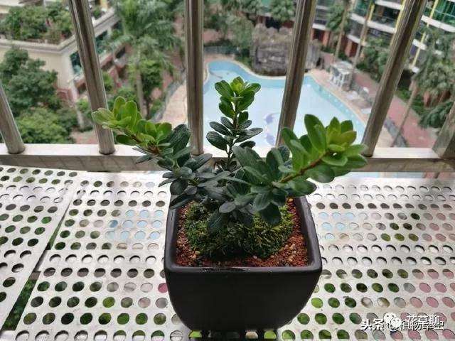 罗汉松盆景快速成型的