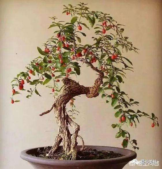 枸杞盆景平时该打什么药预防病虫害