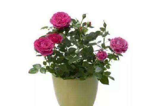 盆景发芽前进行修剪工作最好 图片