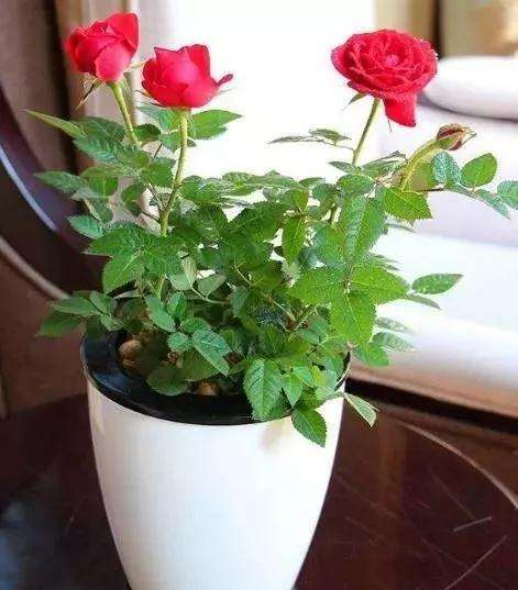 玫瑰花盆景怎样种植的5个方法