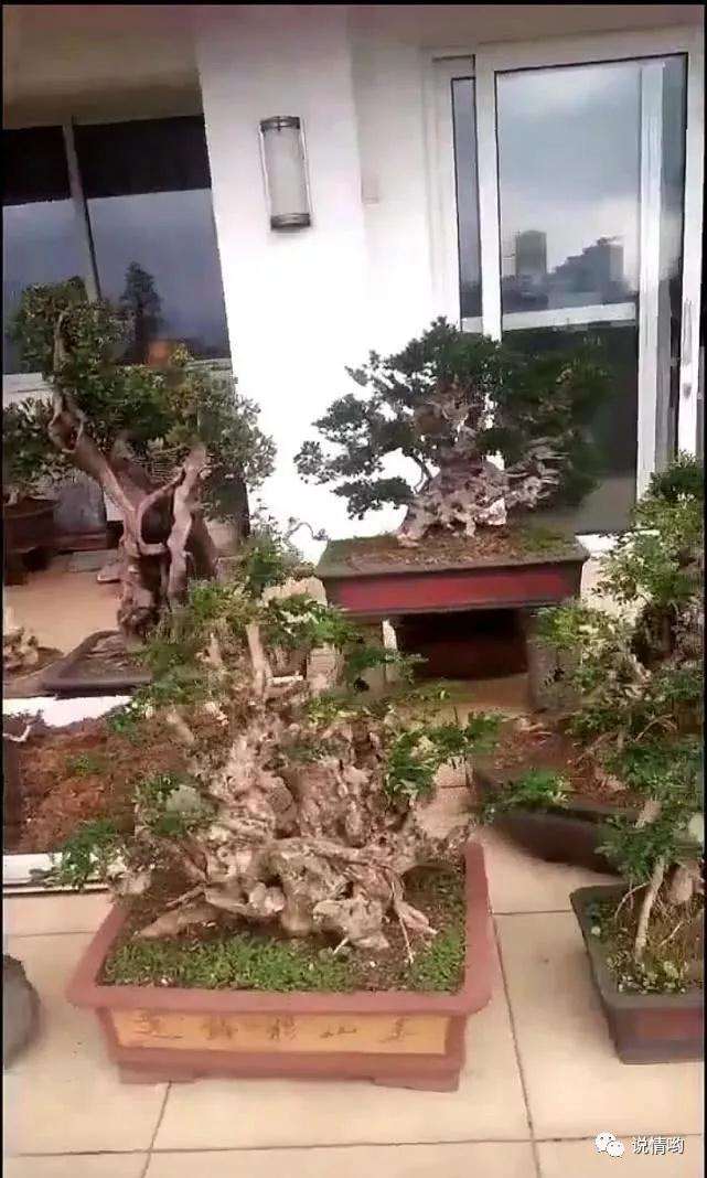 爷爷养了几十年盆景