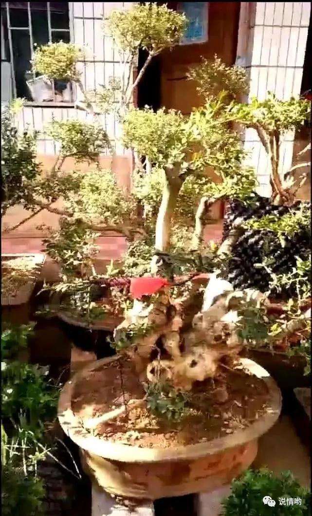 爷爷养了几十年盆景