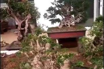 爷爷养了几十年盆景 土豪高价收购都不卖