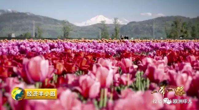 中国盆景在欧洲卖火了