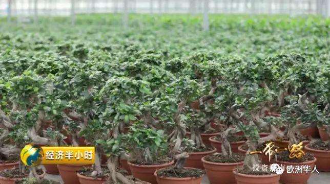 中国盆景在欧洲卖火了