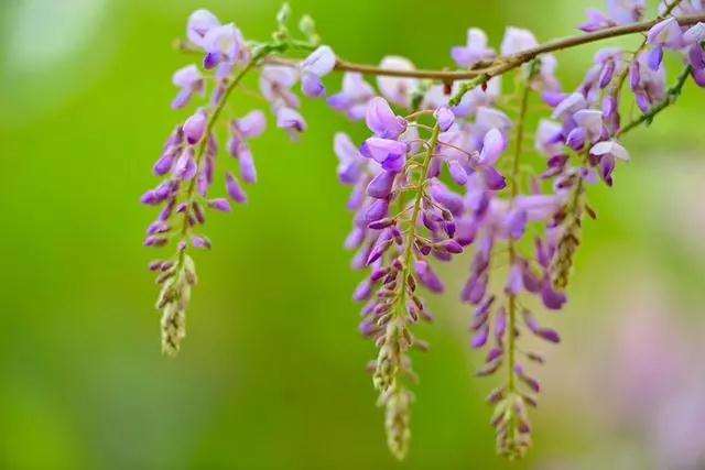 紫藤花盆景怎样上盆造型的方法