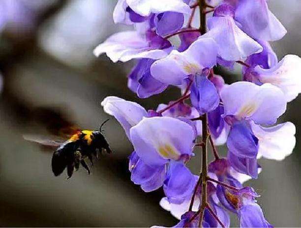 紫藤盆景怎样浇水施肥的方法