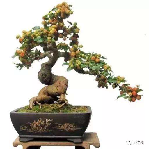 为什么袖珍盆景比老桩盆景的价格还贵