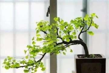 银杏盆景怎样上盆造型的方法 图片